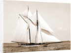 Quickstep (Schooner), 1891 by Anonymous