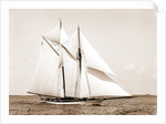 Quickstep (Schooner), 1891 by Anonymous