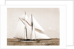 Quickstep (Schooner), 1891 by Anonymous