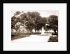 White Point Garden, Charleston by Anonymous