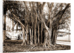 Rubber tree in U.S. barracks, Key West by Anonymous