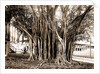 Rubber tree in U.S. barracks, Key West by Anonymous