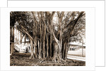 Rubber tree in U.S. barracks, Key West by Anonymous