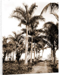 Royal palms at Cocoanut Grove by Anonymous