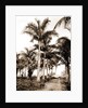 Royal palms at Cocoanut Grove by Anonymous