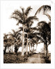 Royal palms at Cocoanut Grove by Anonymous