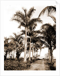 Royal palms at Cocoanut Grove by Anonymous