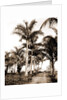 Royal palms at Cocoanut Grove by Anonymous