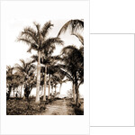 Royal palms at Cocoanut Grove by Anonymous