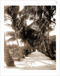 Cocoanut Ave, Palm Beach by Anonymous