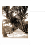 Cocoanut Ave, Palm Beach by Anonymous