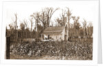 Home of the cotton picker, Jackson by Anonymous