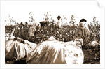 Picking cotton, Jackson by Anonymous