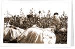 Picking cotton, Jackson by Anonymous