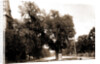 The Washington elm by Anonymous