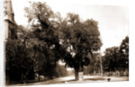 The Washington elm by Anonymous