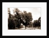 The Washington elm by Anonymous