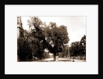 The Washington elm by Anonymous