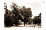 The Washington elm by Anonymous