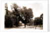 The Washington elm by Anonymous