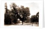 The Washington elm by Anonymous