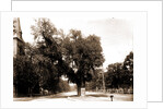 The Washington elm by Anonymous