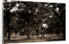 Pavilion behind trees, possibly Southern States by Anonymous