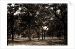 Pavilion behind trees, possibly Southern States by Anonymous