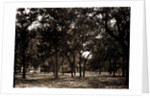 Pavilion behind trees, possibly Southern States by Anonymous