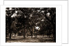 Pavilion behind trees, possibly Southern States by Anonymous
