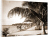 Palm Beach, Jackson by Anonymous