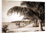 Palm Beach, Jackson by Anonymous