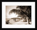 Palm Beach, Jackson by Anonymous