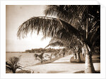 Palm Beach, Jackson by Anonymous