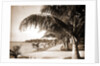 Palm Beach, Jackson by Anonymous