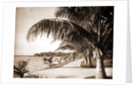 Palm Beach, Jackson by Anonymous