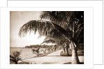 Palm Beach, Jackson by Anonymous