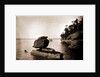Rock in Apostle Islands, Lake Superior by Anonymous