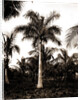 Royal palms at Cocoanut by Anonymous