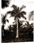 Royal palms at Cocoanut by Anonymous