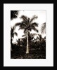 Royal palms at Cocoanut by Anonymous