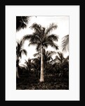 Royal palms at Cocoanut by Anonymous