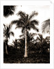 Royal palms at Cocoanut by Anonymous