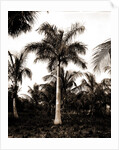 Royal palms at Cocoanut by Anonymous