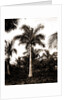 Royal palms at Cocoanut by Anonymous