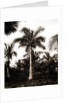 Royal palms at Cocoanut by Anonymous