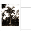 Royal palms at Cocoanut by Anonymous