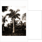 Royal palms at Cocoanut by Anonymous
