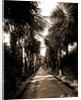 Palm Beach, Florida by Anonymous