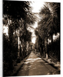Palm Beach, Florida by Anonymous